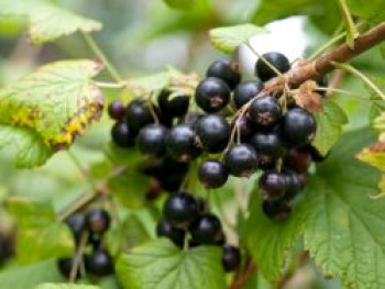 Schwarze Johannisbeere &#8218;Tenah&#8216;, 30-40 cm, Ribes nigrum &#8218;Tenah&#8216;, Containerware