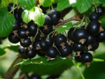 Schwarze Johannisbeere 'Titania', 100-125 cm, Ribes nigrum 'Titania', Containerware