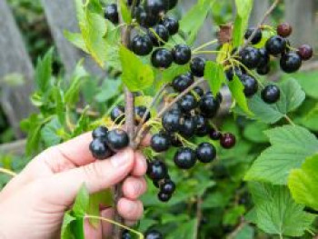 Schwarze Johannisbeere 'Tsema', 20-30 cm, Ribes nigrum 'Tsema', Containerware