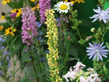 Schwarze Königskerze, Verbascum nigrum, Topfware