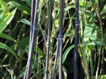 Schwarzer Bambus, 125-150 cm, Phyllostachys nigra, Containerware