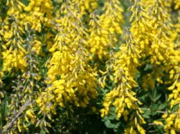 Schwarzer Ginster 'Cyni', 10-20 cm, Cytisus nigricans 'Cyni', Topfware