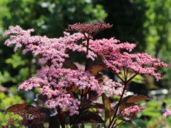 Schwarzer Holunder 'Black Beauty', 30-40 cm, Sambucus nigra 'Black Beauty', Containerware