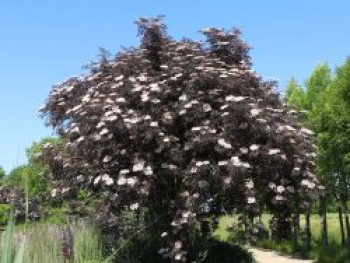 Schwarzer Holunder 'Black Lace'  ®, 40-60 cm, Sambucus nigra 'Black Lace'  ®, Containerware