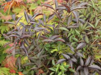 Schwarzer Holunder &#8218;Guincho Purple&#8216;, 40-60 cm, Sambucus nigra &#8218;Guincho Purple&#8216;, Containerware