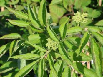 Schwarzer Holunder 'Korsor', 60-100 cm, Sambucus nigra 'Korsor', Containerware