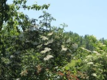 Schwarzer Holunder 'Laciniata', 30-40 cm, Sambucus nigra 'Laciniata', Containerware