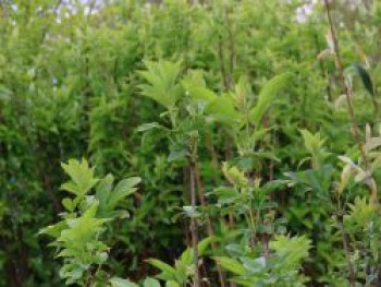 Schwarzer Holunder 'Obelisk', Sambucus nigra 'Obelisk', Containerware