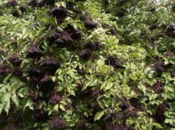 Schwarzer Holunder &#8218;Riese aus Vossloch&#8216;, 40-60 cm, Sambucus nigra &#8218;Riese aus Vossloch&#8216;, Containerware