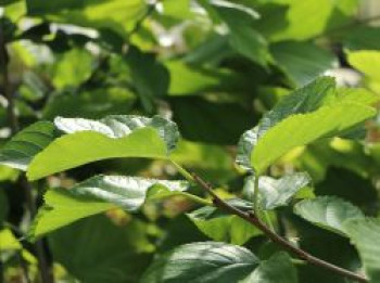 Maulbeere 'Wellington Mulberry', 60-100 cm, Morus x 'Wellington Mulberry', Containerware