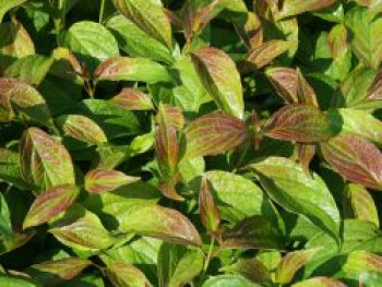 Schwarzholz-Hartriegel &#8218;Kesselringii&#8216;, 60-100 cm, Cornus alba &#8218;Kesselringii&#8216;, Containerware