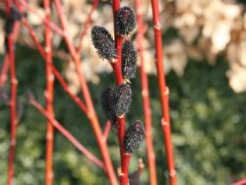 Schwarzkätzchenweide 'Melanostachys', 30-40 cm, Salix gracilistyla 'Melanostachys', Containerware