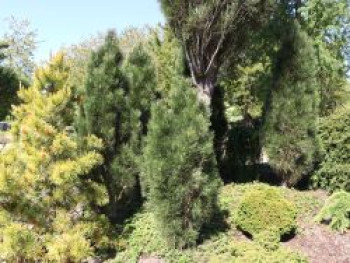 Schwarzkiefer &#8218;Green Tower&#8216;, 40-60 cm, Pinus nigra &#8218;Green Tower&#8216;, Containerware