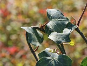 Schwarzmeer-Efeu, 60-100 cm, Hedera colchica, Containerware