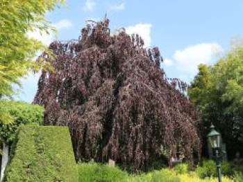 Schwarzrote Hängeblutbuche 'Purpurea Pendula', 100-125 cm, Fagus sylvatica 'Purpurea Pendula', Containerware