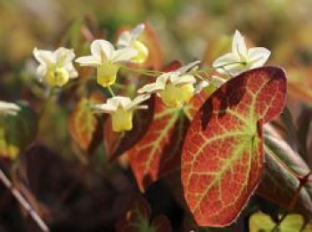 Schwefelfarbige Elfenblume &#8218;Sulphureum&#8216;, Epimedium x versicolor &#8218;Sulphureum&#8216;, Topfware