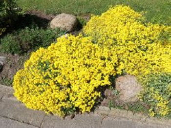 Schwefelgelbe Steinkresse &#8218;Sulphureum&#8216;, Alyssum saxatile &#8218;Sulphureum&#8216;, Topfware