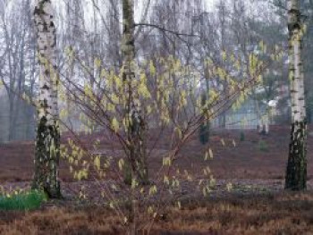 Schweifähre / Japanischer Perlschweif, 40-60 cm, Stachyurus praecox, Containerware