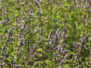 Schweizerische Minze &#8218;Swiss&#8216;, Mentha spicata &#8218;Swiss&#8216;, Topfware