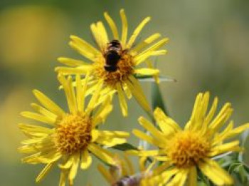 Schwertblättriger Alant &#8218;Compacta&#8216;, Inula ensifolia &#8218;Compacta&#8216;, Topfware