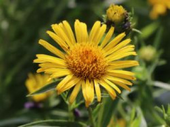 Schwertblättriger Alant, Inula ensifolia, Topfware