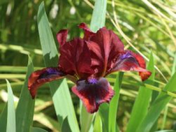 Schwertlilie 'Snugglebug', Iris x barbata-nana 'Snugglebug', Topfware