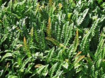 Seefeder Rippenfarn, Blechnum penna-marina, Topfware