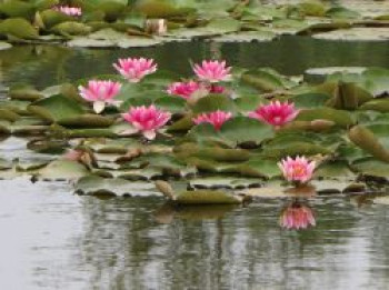 Seerose &#8218;Attraction&#8216;, Nymphaea x cultorum &#8218;Attraction&#8216;, Topfware