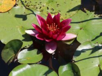 Seerose &#8218;Froebeli&#8216;, Nymphaea x cultorum &#8218;Froebeli&#8216;, Topfware