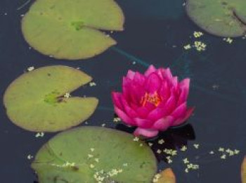 Seerose &#8218;James Brydon&#8216;, Nymphaea x cultorum &#8218;James Brydon&#8216;, Topfware