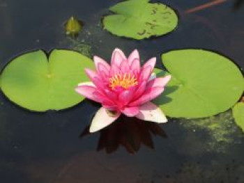 Seerose &#8218;Laydeckeri Lilacea&#8216;, Nymphaea x cultorum &#8218;Laydeckeri Lilacea&#8216;, Topfware