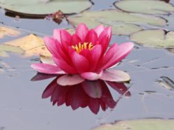 Seerose &#8218;Laydeckeri Purpurata&#8216;, Nymphaea x cultorum &#8218;Laydekeri Purpurata&#8216;, Topfware