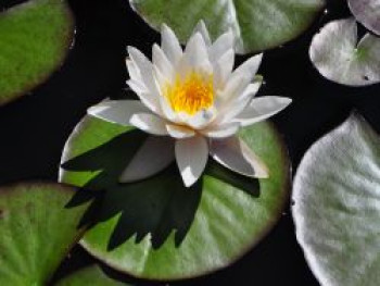 Seerose &#8218;Marliacea Albida&#8216;, Nymphaea x cultorum &#8218;Marliacea Albida&#8216;, Topfware