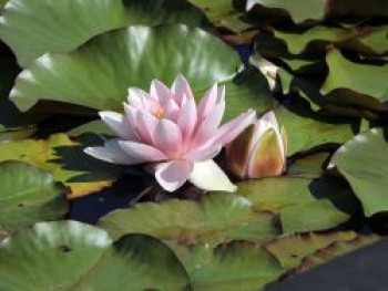 Seerose &#8218;Marliacea Rosea&#8216;, Nymphaea x cultorum &#8218;Marliacea Rosea&#8216;, Topfware