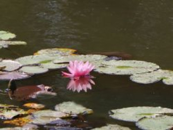 Seerose &#8218;Mme. Wilfron Gonnere&#8216;, Nymphaea x cultorum &#8218;Mme. Wilfron Gonnere&#8216;, Topfware