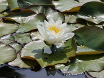 Seerose &#8218;Richardsonii&#8216;, Nymphaea tuberosa &#8218;Richardsonii&#8216;, Topfware