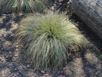 Segge &#8218;Frosted Curls&#8216;, Carex albula &#8218;Frosted Curls&#8216;, Topfware