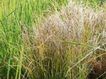 Segge 'Kiwi', Carex flagellifera 'Kiwi', Topfware