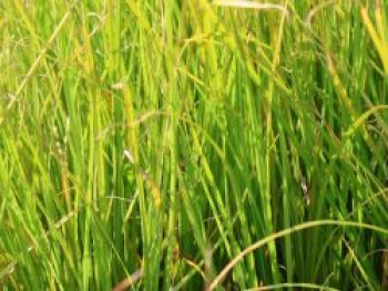 Segge 'Phoenix Green', Carex howardii 'Phoenix Green', Topfware