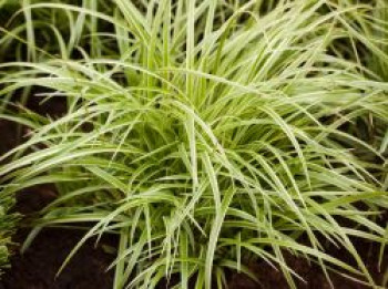 Segge &#8218;Silver Sceptre&#8216;, Carex morrowii &#8218;Silver Sceptre&#8216;, Topfware