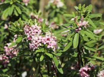 Seidelbast 'Pink Eternal Fragrance', 20-30 cm, Daphne x transatlantica 'Pink Eternal Fragrance', Containerware