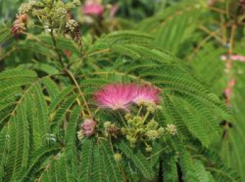 Seidenbaum &#8218;Ombrella&#8216;, 40-60 cm, Albizia julibrissin &#8218;Ombrella&#8216;, Containerware