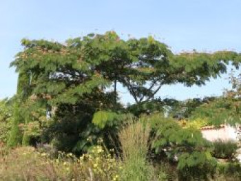 Seidenbaum / Schlafbaum / Seidenakazie, 100-150 cm, Albizia julibrissin, Containerware