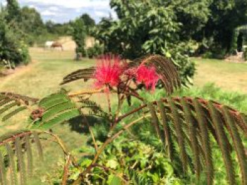 Seidenbaum / Schlafbaum / Seidenakazie 'Summer Chocolate', 100-125 cm, Albizia julibrissin 'Summer Chocolate', Containerware