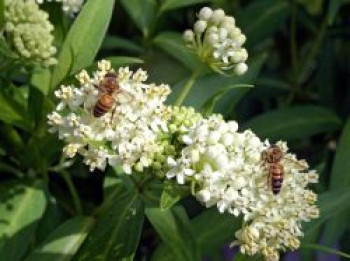 Seidenpflanze 'Ice Ballet', Asclepias incarnata 'Ice Ballet', Topfware