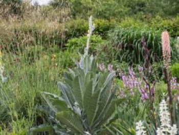 Seidige Königskerze &#8218;Polarsommer&#8216;, Verbascum bombyciferum &#8218;Polarsommer&#8216;, Topfware