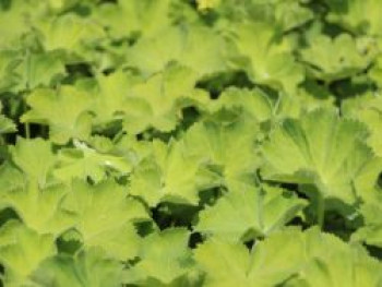 Seidiger Frauenmantel &#8218;Gold Strike&#8216;, Alchemilla sericata &#8218;Gold Strike&#8216;, Topfware