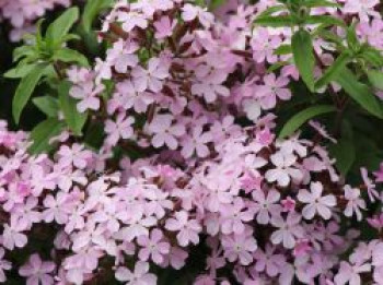 Seifenkraut, Saponaria sicula var. intermedia, Topfware