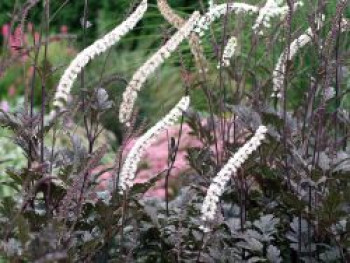 Juli-Silberkerze &#8218;Black Negligee&#8216;, Cimicifuga racemosa &#8218;Black Negligee&#8216;, Topfware