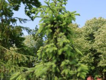 Serbische Fichte, 80-100 cm, Picea omorika, Containerware